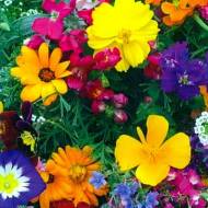 Квіткові суміші